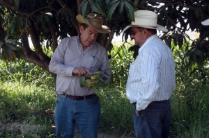 Reactivarán cultivos