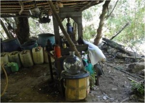 Oculto entre la  maleza