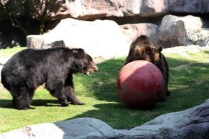 Nueva pareja en el Zoológico de Chapultepec