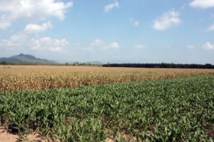 Exportan tecnología