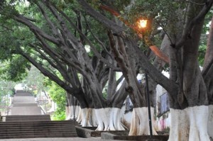 “Día de Árbol” y “Fiesta del Bosque”