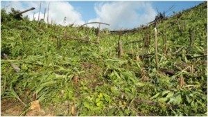 Habitantes de Teotilálpam invaden terrenos