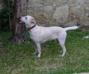 Campaña “Sé un dueño responsable“