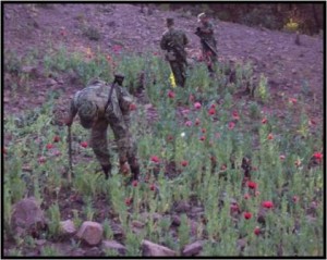 Localizan y destruyen enervantes