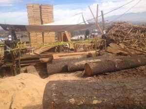 Aserraderos clandestinos