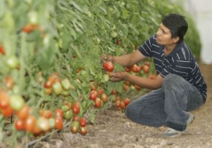 Proyectos productivos