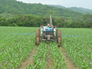 Rechazan maíz transgénico