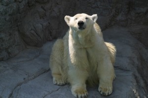 Oso polar