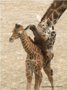 Nacen dos jirafas Zoológico de Chapultepec