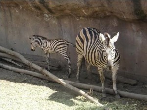 Hija de “Sally” y “Jack”