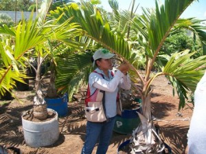 Afecta plantaciones de palmeras y platanares