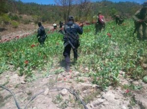 Fueron localizados y destruídos