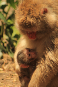 Nacimiento de crías