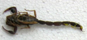 Casos en el primer semestre