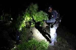 Decomisan precursor químico