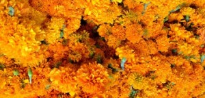 Abastecen mercados de Oaxaca