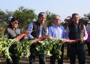 Noche de Rábanos en Oaxaca