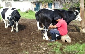 Gobernador de Guanajuato