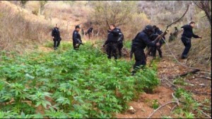 PF quema de cultivo 20 feb 2015