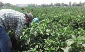 Trabajaban en campos agrícolas de Ramos Arizpe