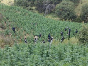 Las plantas tenían entre 0.50 y 1.90 metros