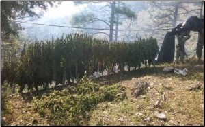 Incineran alrededor de 75 toneladas
