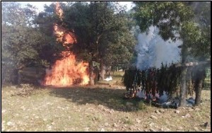 Incineran tres mil 220 kilogramos