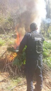 Elementos federales destruyeron la droga mediante incineración