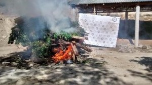Las matas de marihuana fueron incineradas