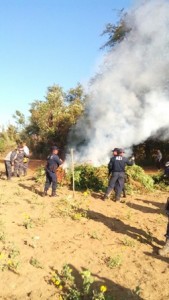 Efectivos acordonaron y aseguraron el área con el fin de destruir el estupefaciente