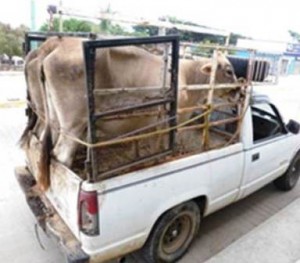 Transportaban dos cabezas de ganado