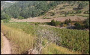 Localizados en Santa Lucía Miahuatlán