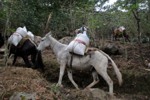 La recua queda conformada por 23 animales que distribuyen quincenalmente mil 500 kilogramos de granos básicos