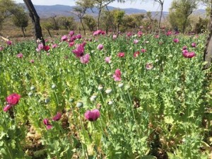 Sembradíos de amapola y marihuana