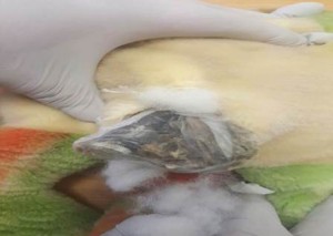 Iba en una figura de rana