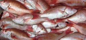 Promueven inclusión de pequeños productores