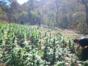 Hallan cinco predios con 121 mil 400 plantas