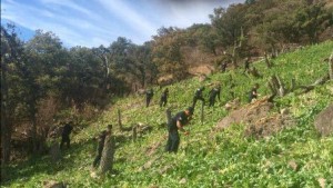 El operativo se realizó en el estado de Chihuahua.