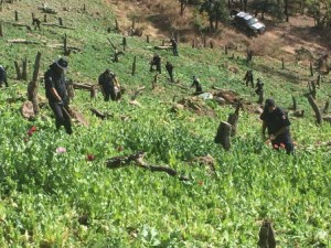 Policías federales destruyen los plantíos