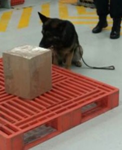 El semoviente presentó una alerta y una indicación de positivo.