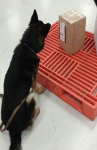 La droga peso 3.4 kilogramos