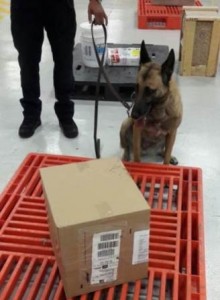 Binomios caninos hicieron la detección