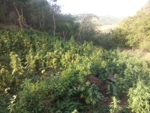 Uno tenía una extensión de unos 80 metros de largo por 20 metros de ancho.