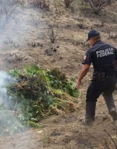 El plantío en la Sierra Sur de Oaxaca