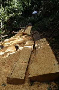 Exigen un alto a la tala indiscriminada de sus bosques y a las invasiones.