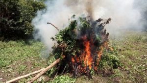 En la región de la Sierra Sur
