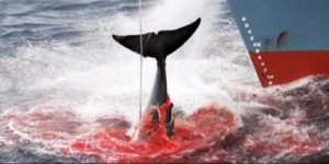 ballenas