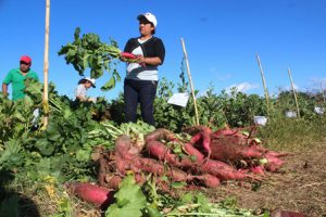 Realizan cosecha de tubérculos
