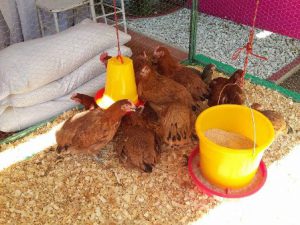 Invierten 173 mil 112 pesos