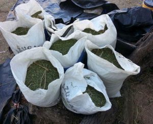 Los hechos ocurrieron el pasado 8 de diciembre en Sonora.